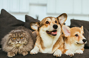 hund_katze_versicherung